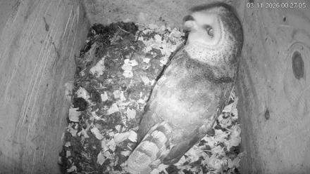 North Carolina Barn Owls Live Cam - Mar 11, 2026, 12:28am EDT