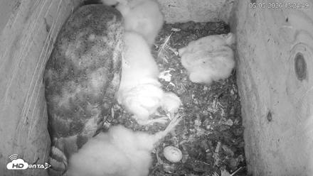 North Carolina Barn Owls Live Cam - May 5, 2026, 1:25pm EDT