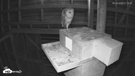 North Carolina Barn Owls Live Cam - Jun 22, 2026, 1:40am EDT