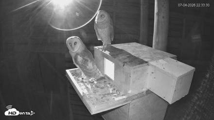 North Carolina Barn Owls Live Cam - Jul 4, 2026, 10:34pm EDT