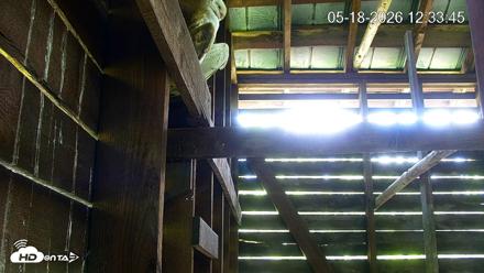 North Carolina Barn Owls Live Cam - May 18, 2026, 12:35pm EDT