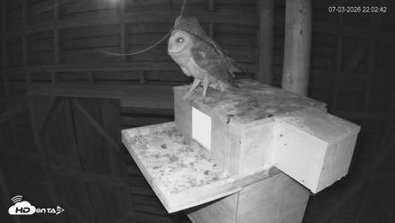 North Carolina Barn Owls Live Cam - Jul 3, 2026, 10:03pm EDT