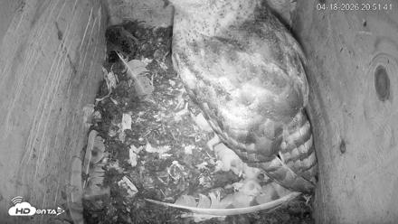 North Carolina Barn Owls Live Cam - Apr 18, 2026, 8:52pm EDT