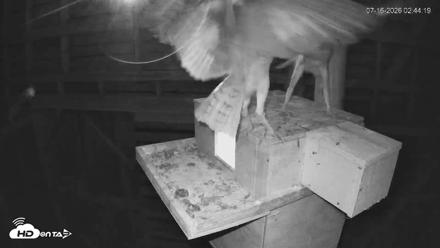 North Carolina Barn Owls Live Cam - Jul 16, 2026, 2:45am EDT