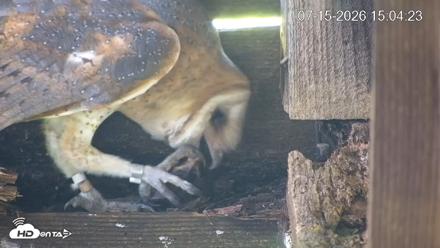 North Carolina Barn Owls Live Cam - Jul 15, 2026, 3:04pm EDT