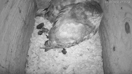 North Carolina Barn Owls Live Cam - Jan 15, 2026, 5:24pm EST