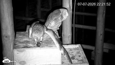 North Carolina Barn Owls Live Cam - Jul 7, 2026, 10:22pm EDT