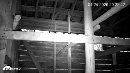 North Carolina Barn Owls Live Cam - Apr 24, 2026, 8:23pm EDT