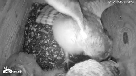 North Carolina Barn Owls Live Cam - Jun 5, 2026, 11:40am EDT