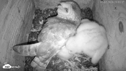 North Carolina Barn Owls Live Cam - May 2, 2026, 9:04pm EDT