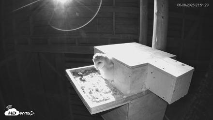 North Carolina Barn Owls Live Cam - Jun 8, 2026, 11:52pm EDT