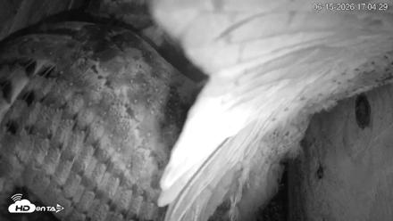 North Carolina Barn Owls Live Cam - Jun 15, 2026, 5:05pm EDT