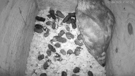 North Carolina Barn Owls Live Cam - Feb 9, 2026, 1:04pm EST