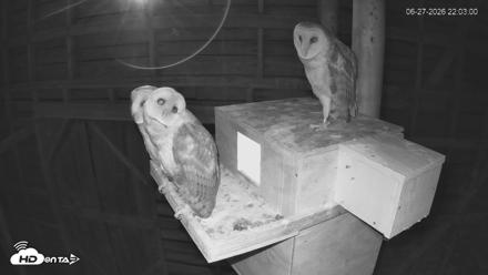 North Carolina Barn Owls Live Cam - Jun 27, 2026, 10:03pm EDT