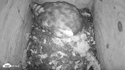 North Carolina Barn Owls Live Cam - Apr 22, 2026, 3:44pm EDT