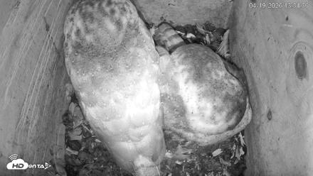 North Carolina Barn Owls Live Cam - Apr 19, 2026, 1:32pm EDT