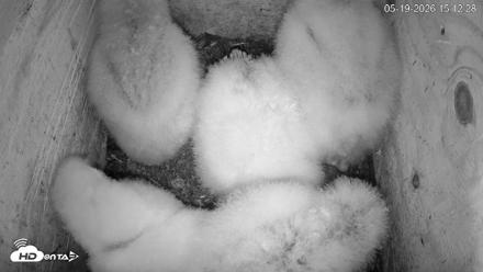 North Carolina Barn Owls Live Cam - May 19, 2026, 3:14pm EDT