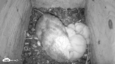 North Carolina Barn Owls Live Cam - Apr 30, 2026, 3:21pm EDT
