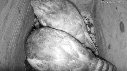 North Carolina Barn Owls Live Cam - Mar 5, 2026, 4:13pm EST