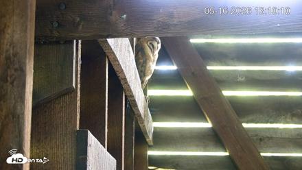 North Carolina Barn Owls Live Cam - May 16, 2026, 1:11pm EDT