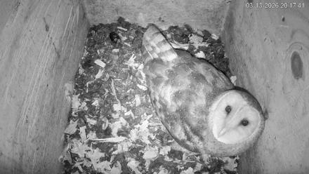 North Carolina Barn Owls Live Cam - Mar 13, 2026, 8:18pm EDT