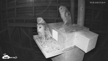 North Carolina Barn Owls Live Cam - Jun 26, 2026, 3:27am EDT