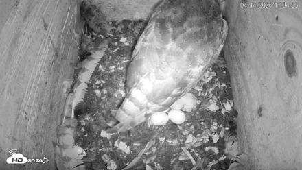 North Carolina Barn Owls Live Cam - Apr 14, 2026, 5:05pm EDT