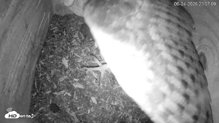 North Carolina Barn Owls Live Cam - Jun 24, 2026, 11:57pm EDT