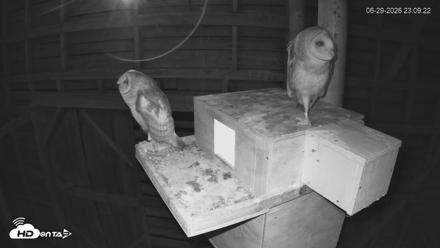 North Carolina Barn Owls Live Cam - Jun 29, 2026, 11:11pm EDT