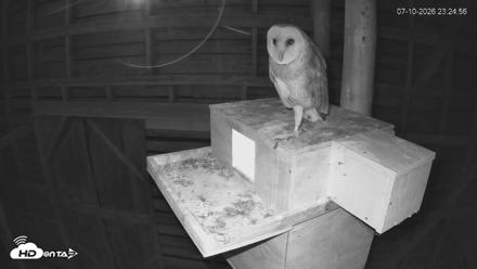 North Carolina Barn Owls Live Cam - Jul 10, 2026, 11:25pm EDT
