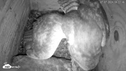 North Carolina Barn Owls Live Cam - Jul 7, 2026, 8:23am EDT