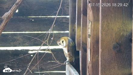 North Carolina Barn Owls Live Cam - Jul 15, 2026, 6:30pm EDT