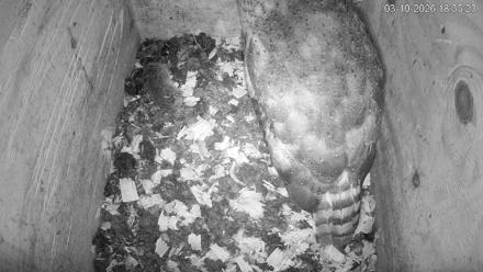 North Carolina Barn Owls Live Cam - Mar 10, 2026, 6:36pm EDT