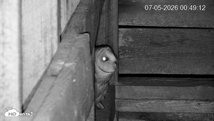 North Carolina Barn Owls Live Cam - Jul 5, 2026, 12:50am EDT