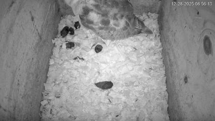 North Carolina Barn Owls Live Cam - Dec 28, 2025, 8:56am EST