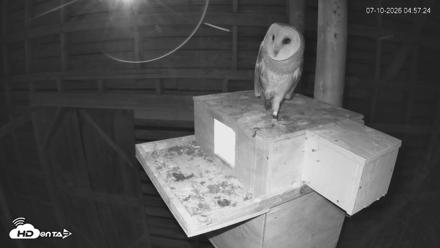 North Carolina Barn Owls Live Cam - Jul 10, 2026, 4:58am EDT