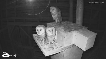 North Carolina Barn Owls Live Cam - Jun 29, 2026, 3:23am EDT