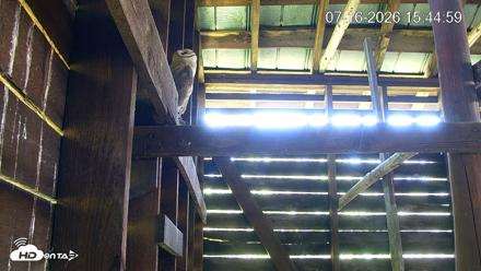 North Carolina Barn Owls Live Cam - Jul 16, 2026, 3:45pm EDT