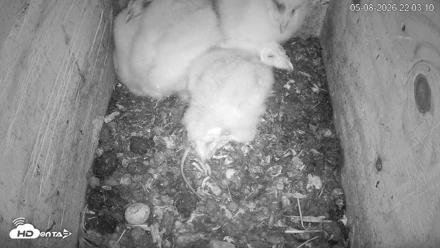 North Carolina Barn Owls Live Cam - May 8, 2026, 10:04pm EDT