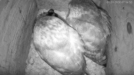 North Carolina Barn Owls Live Cam - Jan 21, 2026, 7:55am EST