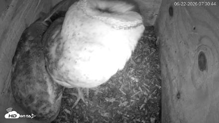 North Carolina Barn Owls Live Cam - Jun 22, 2026, 7:31am EDT