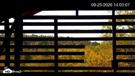 North Carolina Barn Owls Live Cam - Sep 25, 2026, 2:04pm EDT