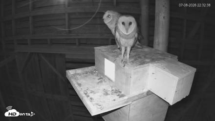 North Carolina Barn Owls Live Cam - Jul 8, 2026, 10:33pm EDT