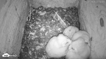 North Carolina Barn Owls Live Cam - May 3, 2026, 10:54pm EDT
