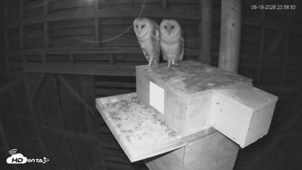 North Carolina Barn Owls Live Cam - Jun 19, 2026, 11:59pm EDT