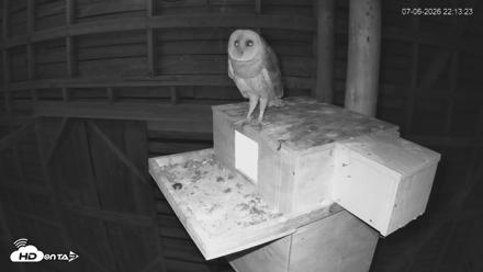 North Carolina Barn Owls Live Cam - Jul 6, 2026, 10:14pm EDT