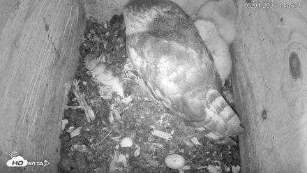 North Carolina Barn Owls Live Cam - May 1, 2026, 2:50pm EDT
