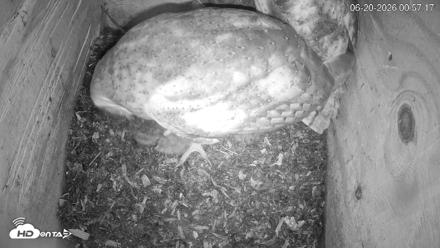 North Carolina Barn Owls Live Cam - Jun 20, 2026, 12:57am EDT