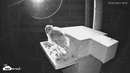 North Carolina Barn Owls Live Cam - Jun 9, 2026, 1:08am EDT