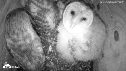 North Carolina Barn Owls Live Cam - Jun 10, 2026, 2:09am EDT
